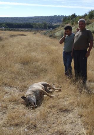 Atropellados dos lobos, uno en Villalpando y otro en La Hiniesta 